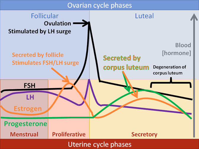 Ovulation calculator accurate most CONCEPTION CALCULATOR