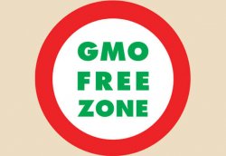 Sticking with non GMO food can be overwhelming, especially because GMOs are everywhere you look. Find out how we avoid GMOs without losing our sanity.