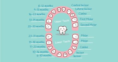 Baby Teeth Growth Chart