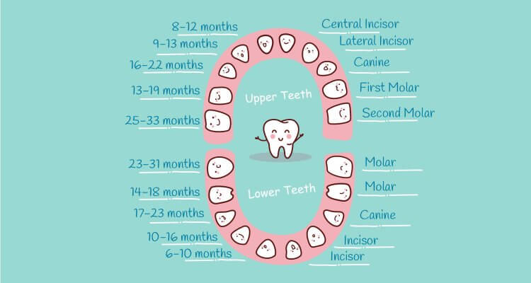 How many teeth do kids have? How many baby teeth? ?? When does baby get each tooth? And what are they for? Find out in our baby tooth chart! ?