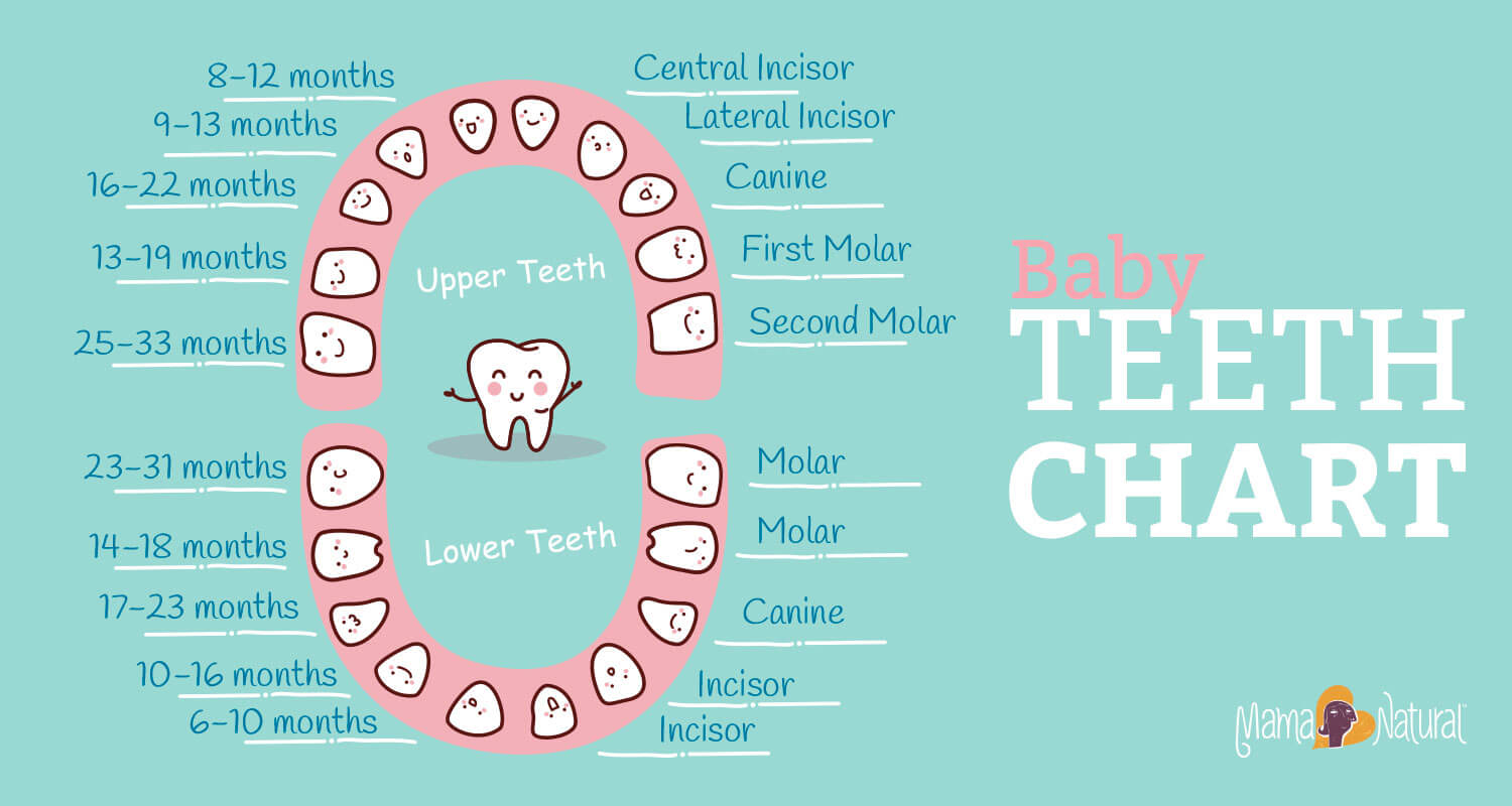 Primary Teeth Chart