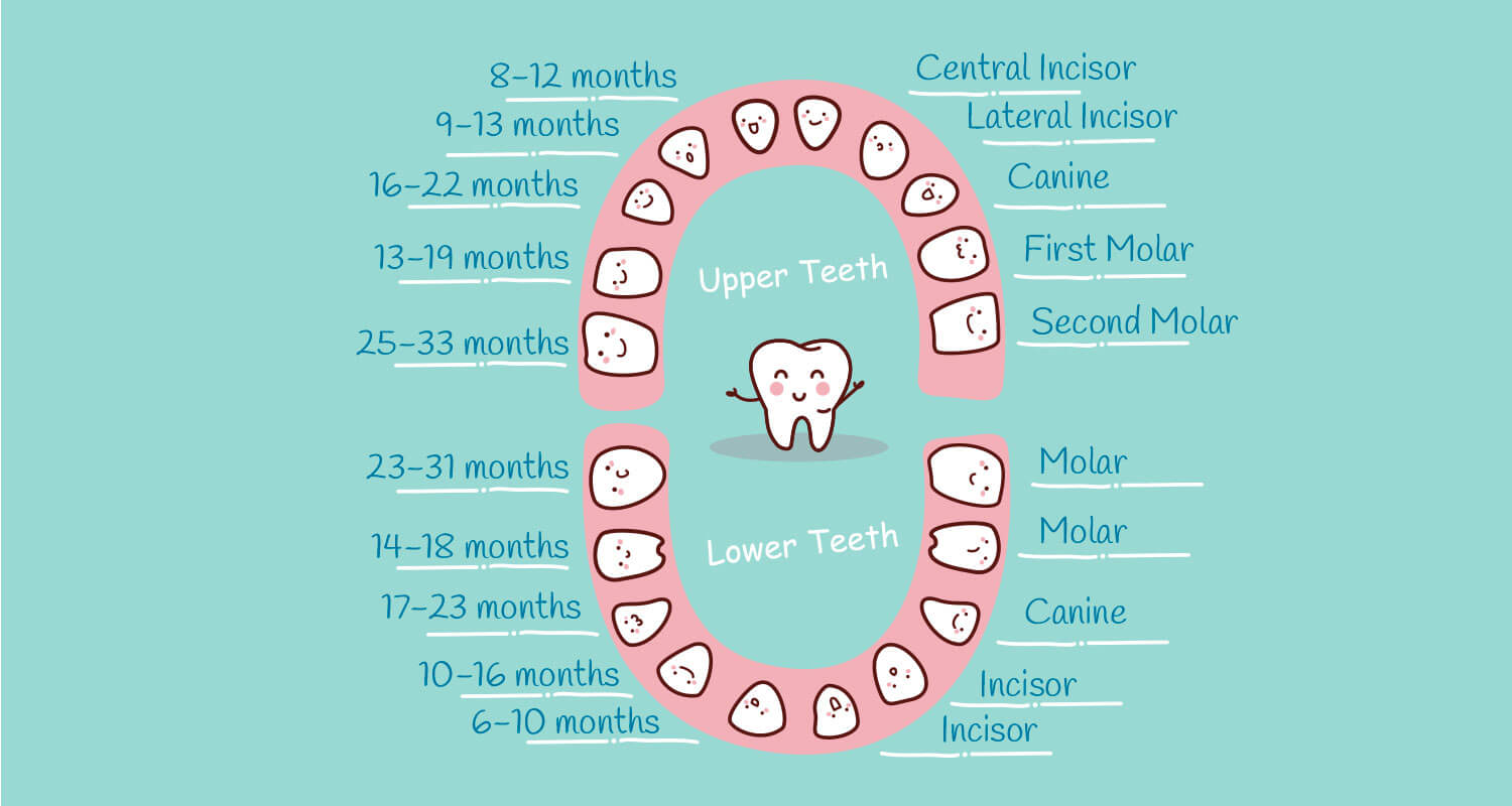 Children S Molars Chart