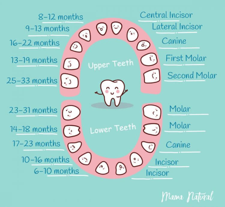 Baby Teeth Chart What Order Do They Come In chart by Mama Natural