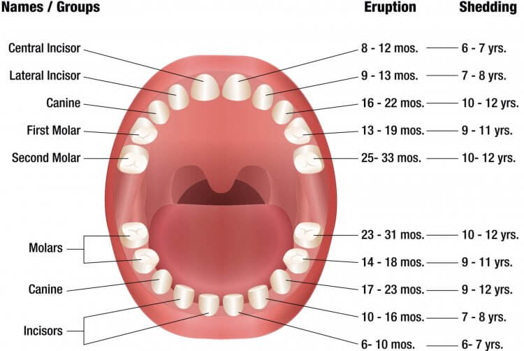 baby teething chart