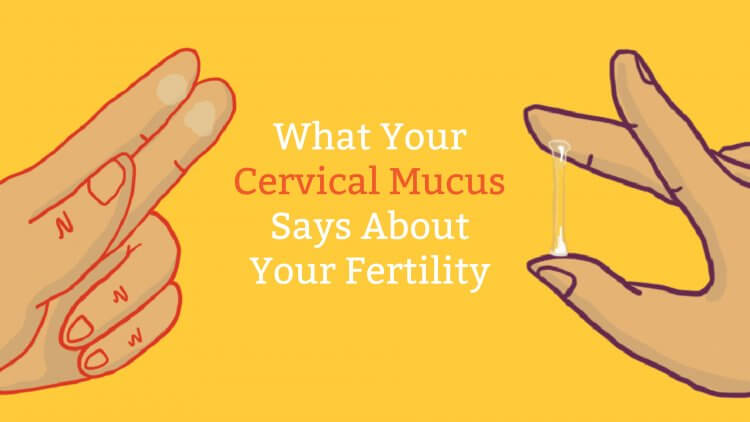 What does your cervical mucus say about your fertility? A lot, actually! See our cervical mucus chart to know exactly when to try and get pregnant (or not).