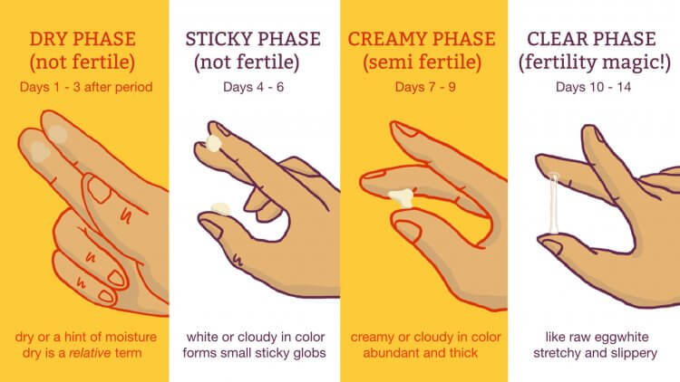 Cervical Mucus Chart Know When Youre Fertile