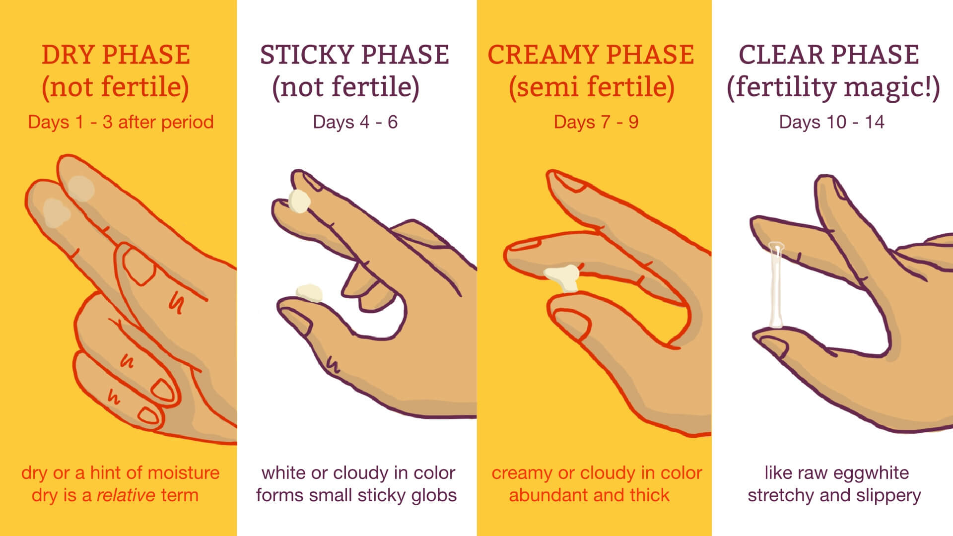 What does your cervical mucus say about your fertility? A lot, actually! See our cervical mucus chart to know exactly when to try and get pregnant (or not).