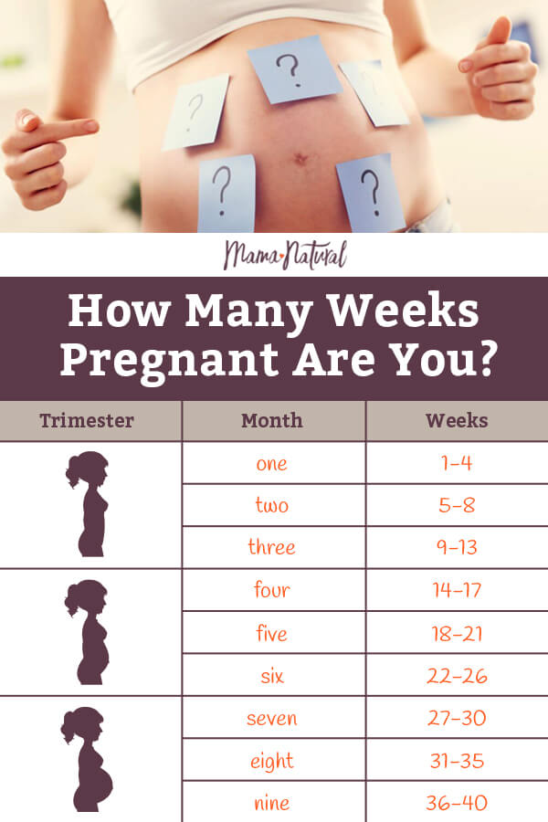 Weeks of pregnancy chart