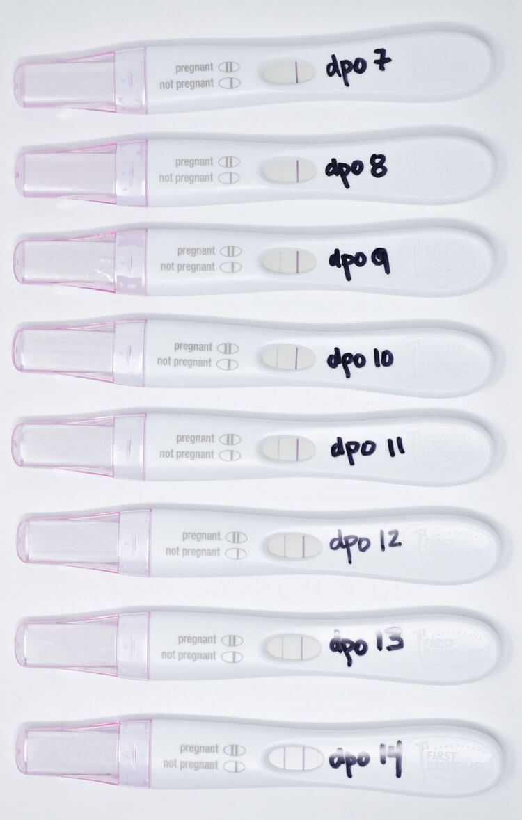 First Response Pregnancy Test Accuracy Chart