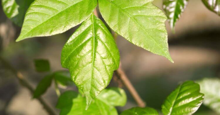 If you've developed an angry red, inflamed, and itchy reaction to poison ivy, try these methods of effective, all-natural poison ivy treatment for relief.