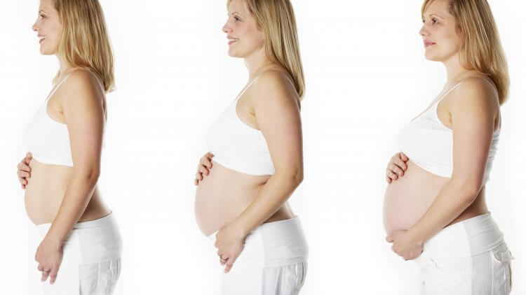 Pregnancy trimester breakdown