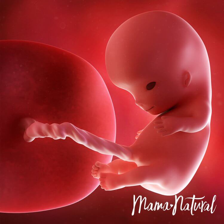 Em bé khi mang thai 10 tuần - Mang thai từng tuần bởi Mama Natural