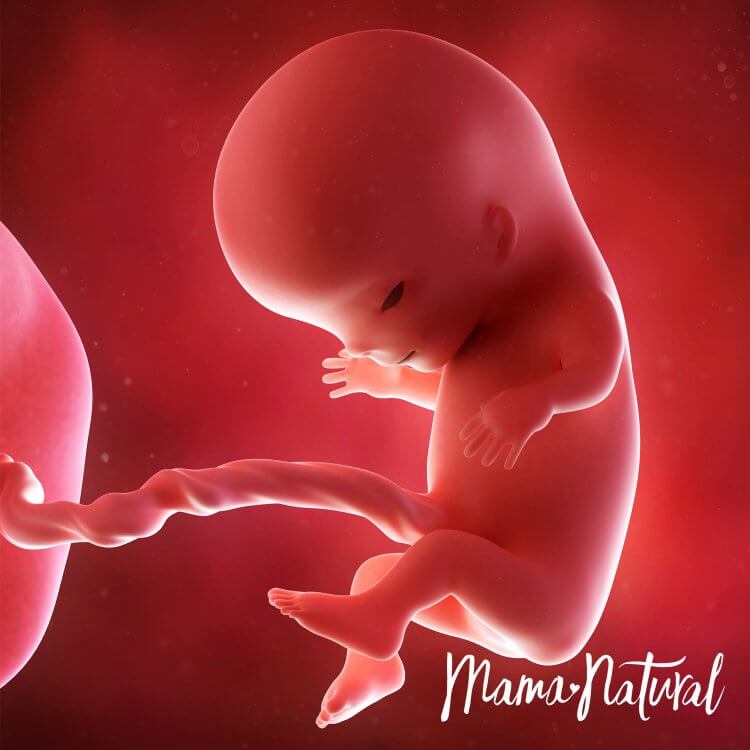 Em bé khi mang thai 11 tuần - Mang thai từng tuần bởi Mama Natural