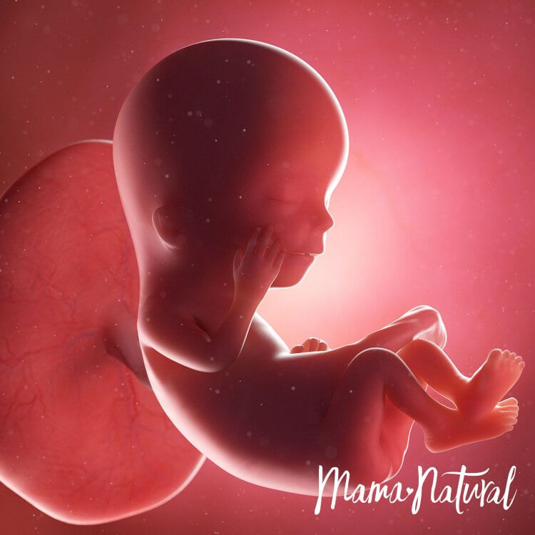 Em bé khi mang thai 12 tuần - Mang thai từng tuần bởi Mama Natural