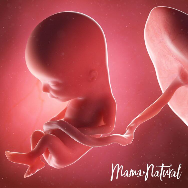Em bé khi mang thai 13 tuần - Mang thai từng tuần bởi Mama Natural