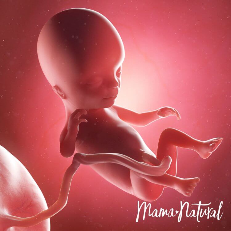 Em bé khi mang thai 14 tuần - Mang thai từng tuần bởi Mama Natural
