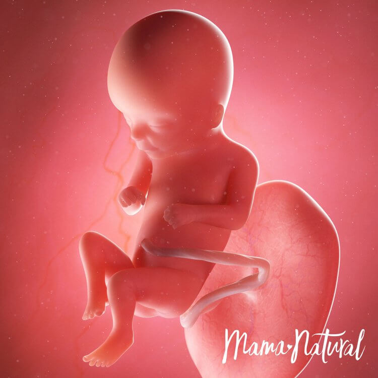 Thai nhi 16 tuần mang thai - Mang thai từng tuần bởi Mama Natural