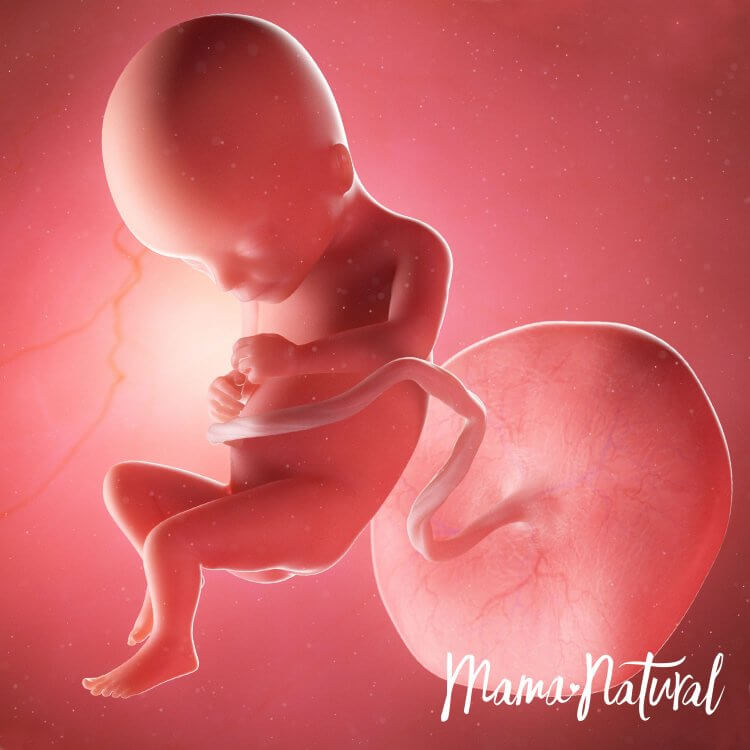 Thai nhi 17 tuần mang thai - Mang thai từng tuần bởi Mama Natural