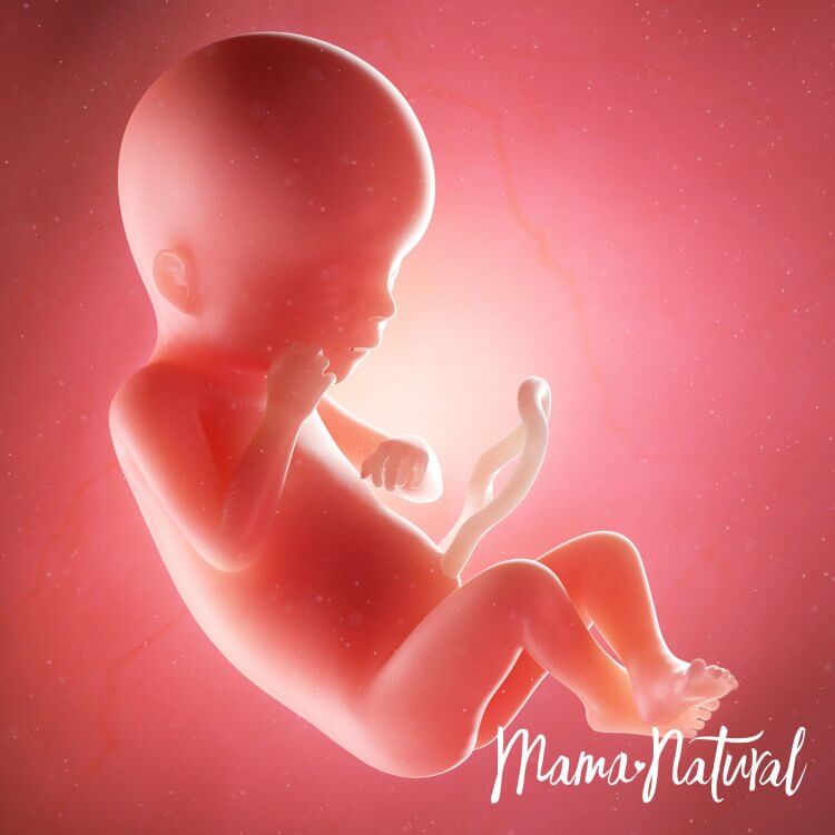 Em bé khi mang thai 19 tuần - Mang thai từng tuần bởi Mama Natural