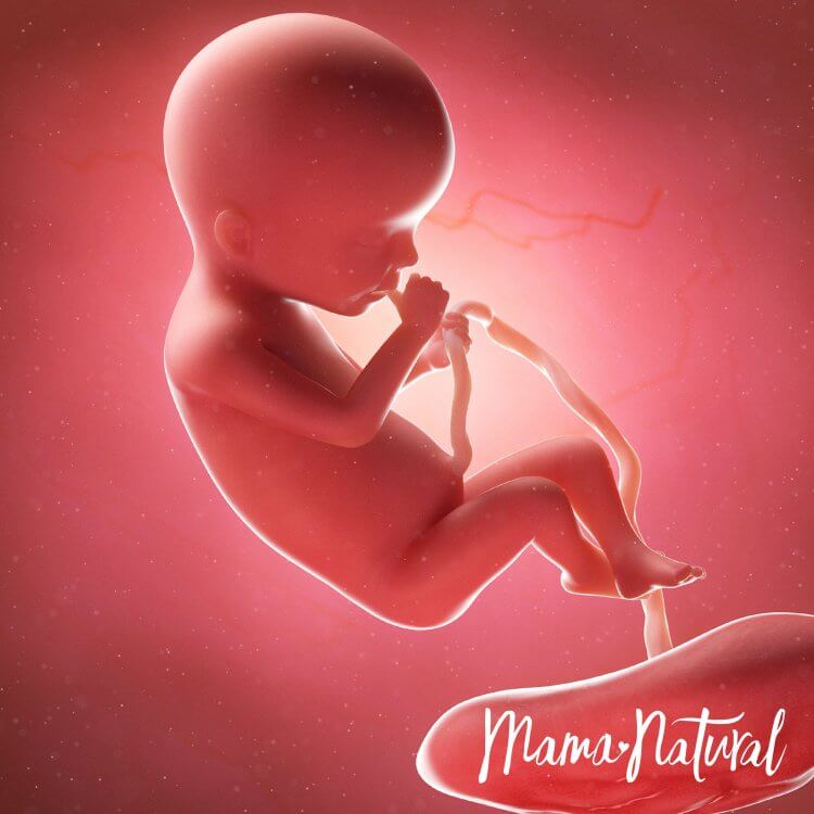 Baby at 20 Weeks Pregnant - Pregnancy Week By Week by Mama Natural