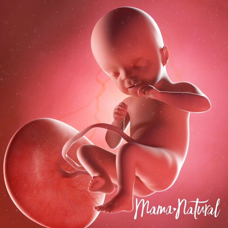 Em bé khi mang thai 21 tuần - Mang thai từng tuần bởi Mama Natural