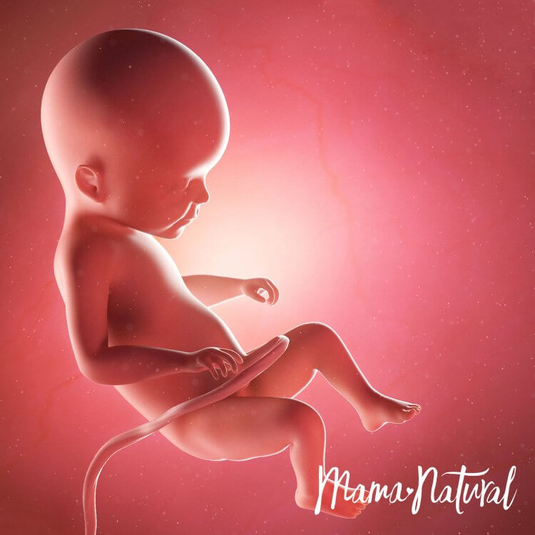 Em bé khi mang thai 22 tuần - Mang thai từng tuần bởi Mama Natural