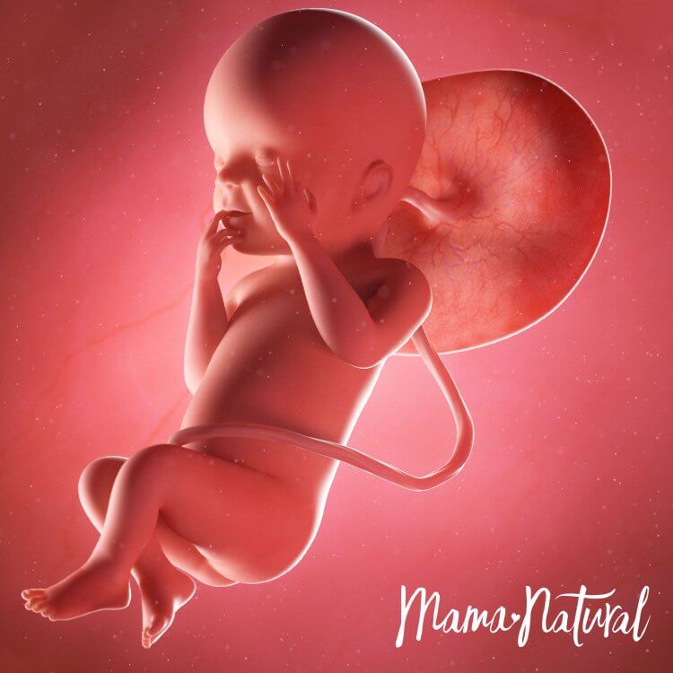 Thai nhi 23 tuần mang thai - Mang thai từng tuần bởi Mama Natural