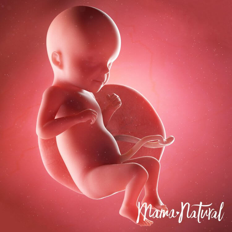 Em bé khi mang thai 26 tuần - Mang thai từng tuần bởi Mama Natural
