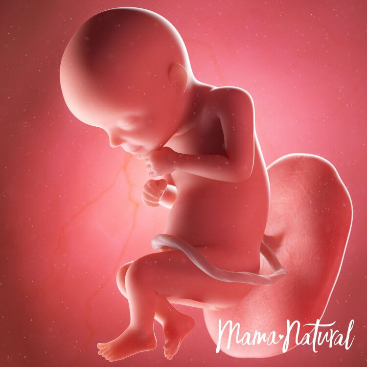 Thai nhi 28 tuần mang thai - Mang thai từng tuần bởi Mama Natural