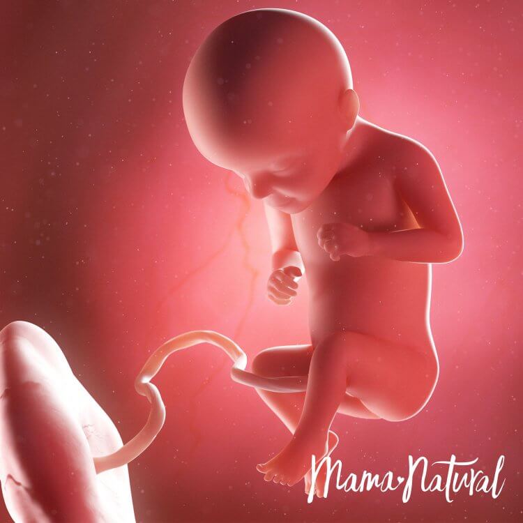 Thai nhi 29 tuần mang thai - Mang thai từng tuần bởi Mama Natural