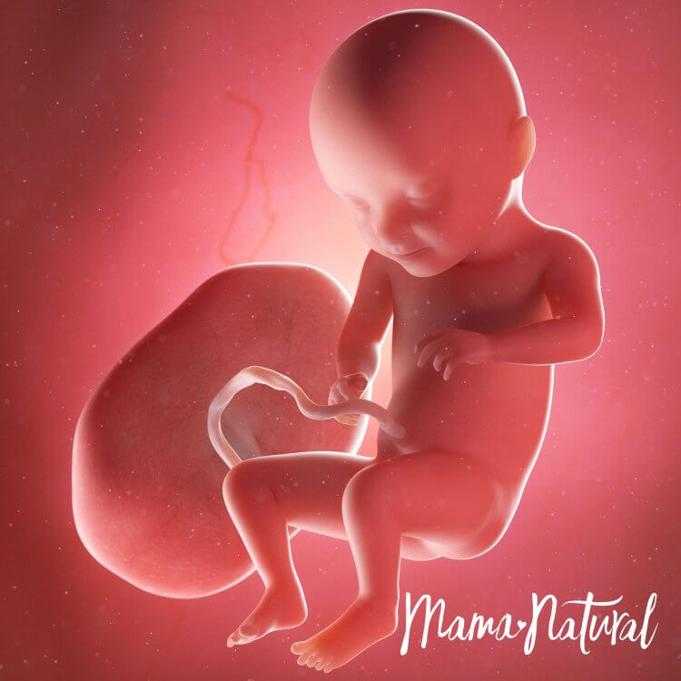 Baby at 31 Weeks Pregnant - Pregnancy Week By Week by Mama Natural