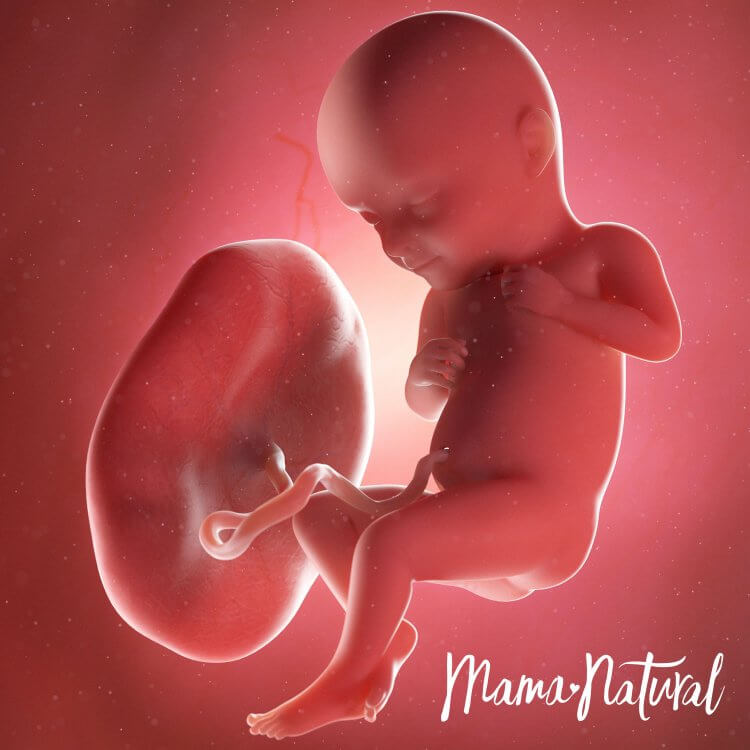 Thai nhi 32 tuần mang thai - Mang thai từng tuần bởi Mama Natural