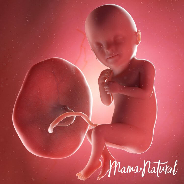 Em bé khi mang thai 33 tuần - Mang thai từng tuần bởi Mama Natural