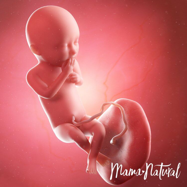 Pregnancy Calendar for April 15th, 2024