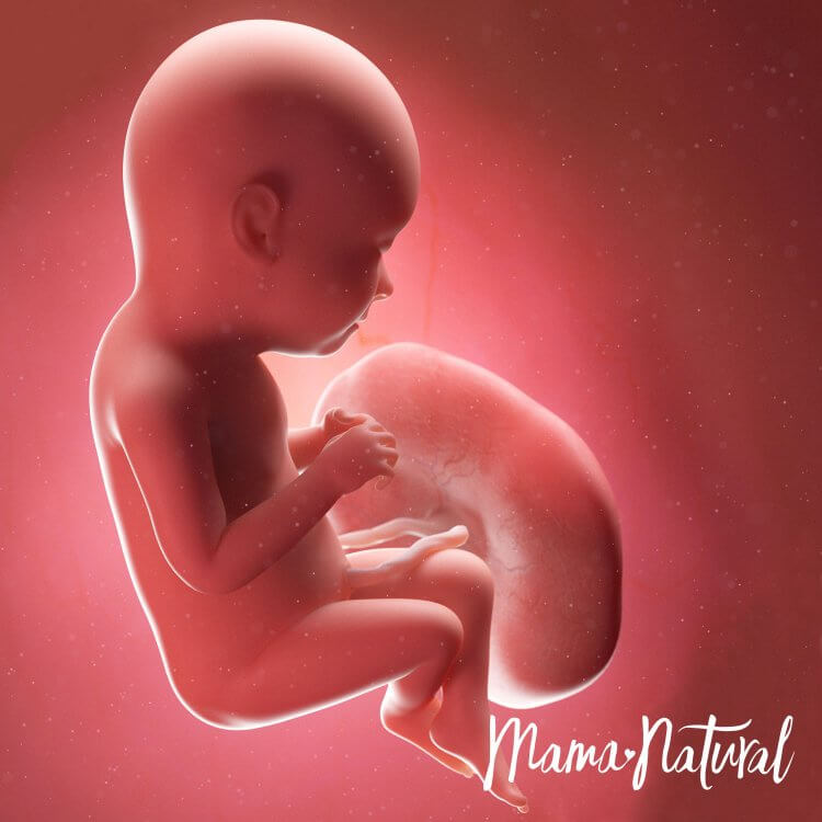 Thai nhi 37 tuần mang thai - Mang thai từng tuần bởi Mama Natural