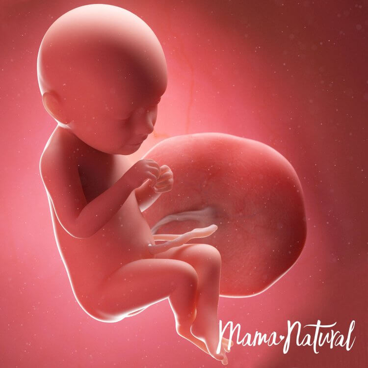 Thai nhi 39 tuần - Mang thai từng tuần bởi Mama Natural