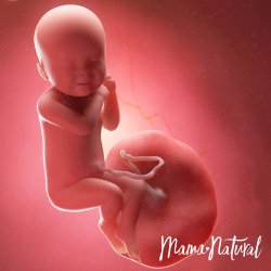 Natural Pregnancy Week By Week Mama Natural Natural Pregnancy Week By Week Mama Natural