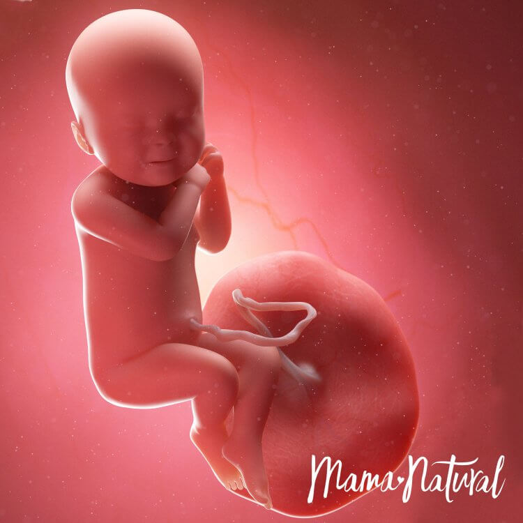 Thai nhi 40 tuần mang thai - Mang thai từng tuần bởi Mama Natural