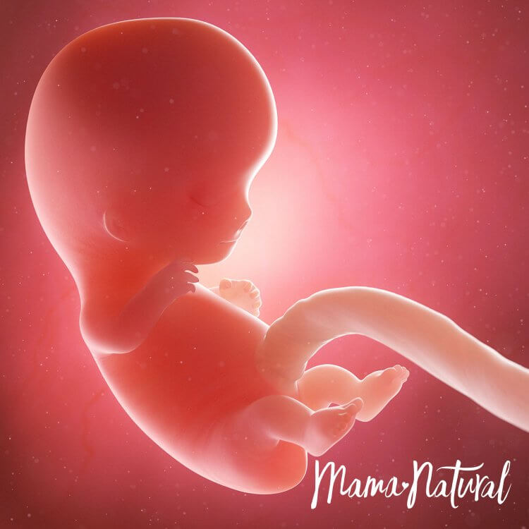 Em bé khi mang thai 9 tuần - Mang thai từng tuần bởi Mama Natural