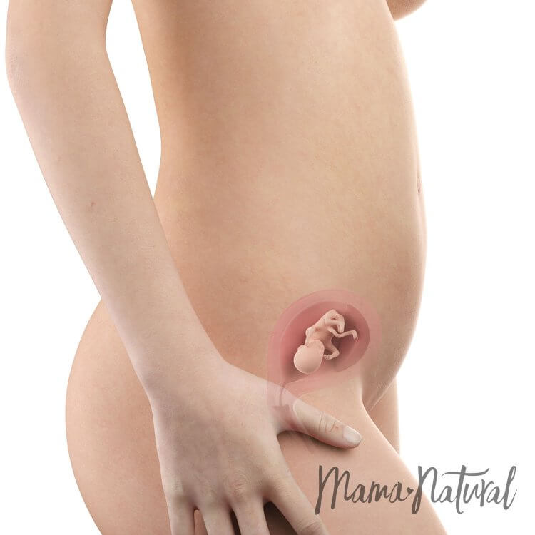 Mom's Body at 14 Weeks Pregnant - Pregnancy Week By Week by Mama Natural