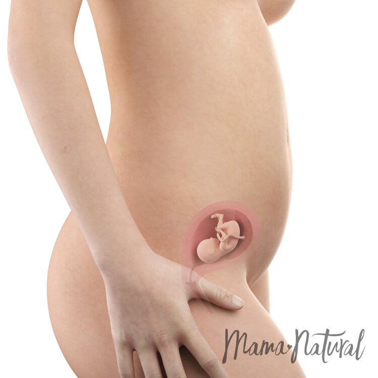 Mom's Body at 16 Weeks Pregnant - Pregnancy Week By Week by Mama Natural