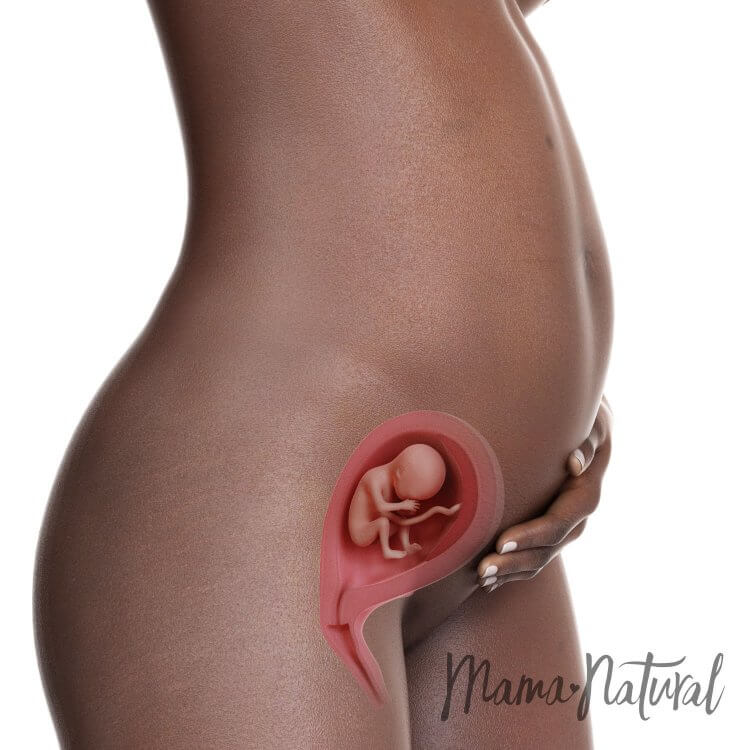 Mom's Body at 19 Weeks Pregnant - Pregnancy Week By Week by Mama Natural
