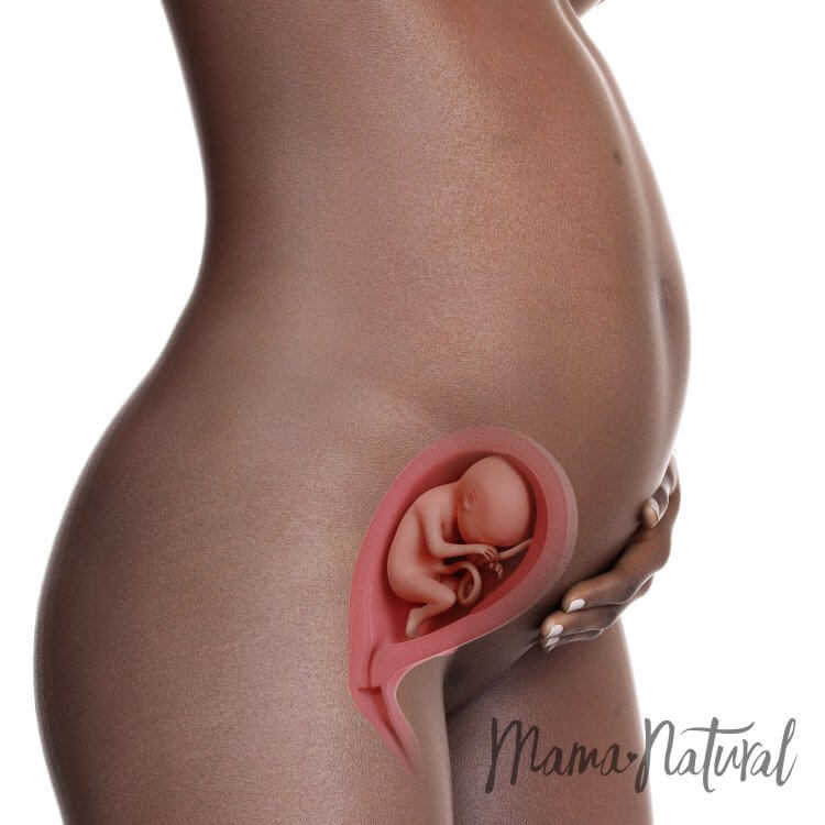 Mom's Body at 21 Weeks Pregnant - Pregnancy Week By Week by Mama Natural