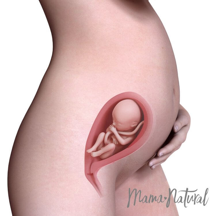 24 Weeks Pregnant Natural Pregnancy Week By Week 24 Weeks Pregnant Natural Pregnancy Week By Week