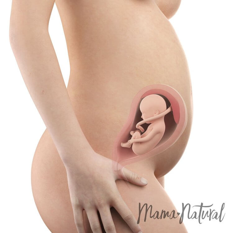 Mom's Body at 26 Weeks Pregnant - Pregnancy Week By Week by Mama Natural