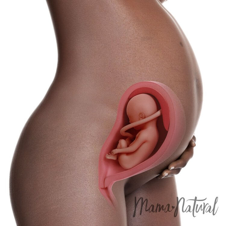 Mom's Body at 27 Weeks Pregnant - Pregnancy Week By Week by Mama Natural