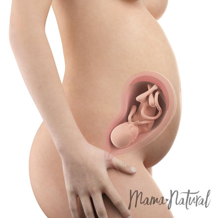 Mom's Body at 28 Weeks Pregnant - Pregnancy Week By Week by Mama Natural
