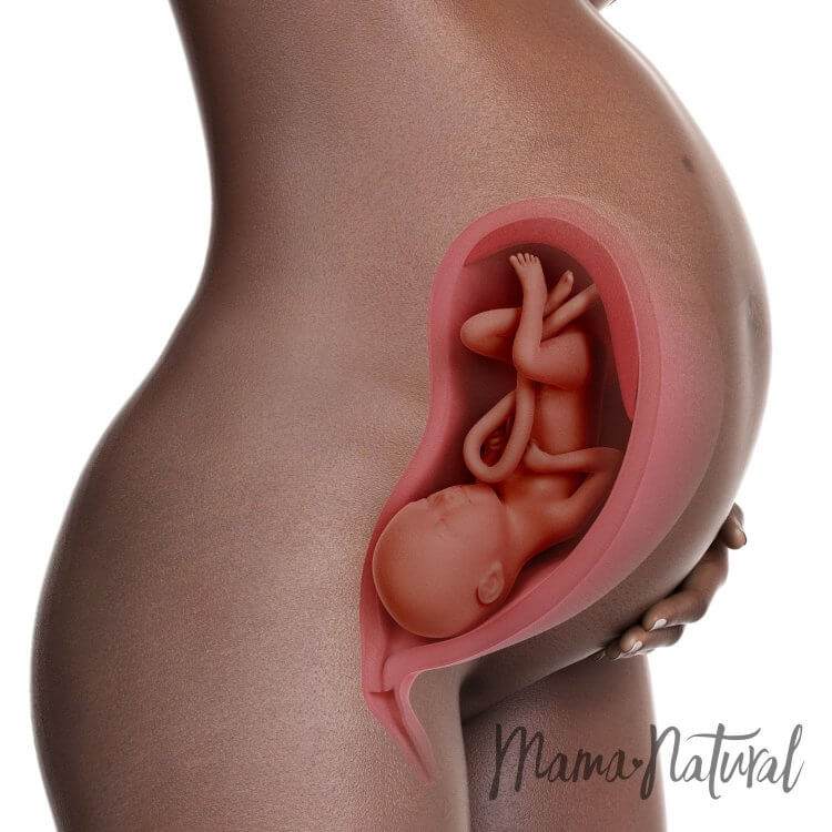Mom's Body at 31 Weeks Pregnant - Pregnancy Week By Week by Mama Natural