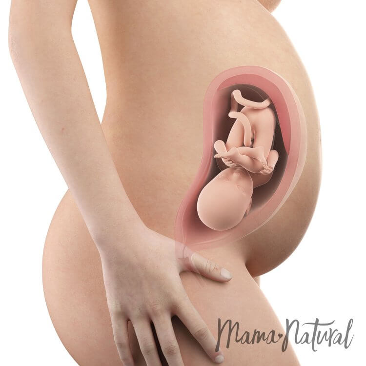 Mom's Body at 32 Weeks Pregnant - Pregnancy Week By Week by Mama Natural