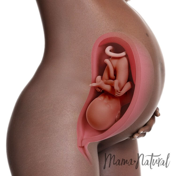Mom's Body at 33 Weeks Pregnant - Pregnancy Week By Week by Mama Natural